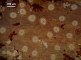 3 - Concettacoli del tetrasporofito
